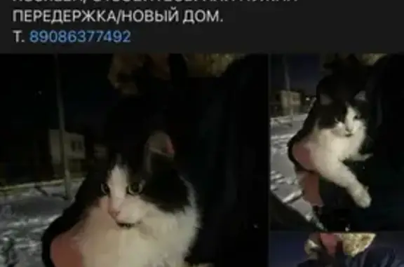 Найдена кошка на Проспекте Победы, 83