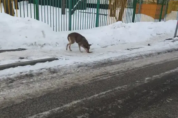 Собака потеряшка на Коломенском проезде, Москва