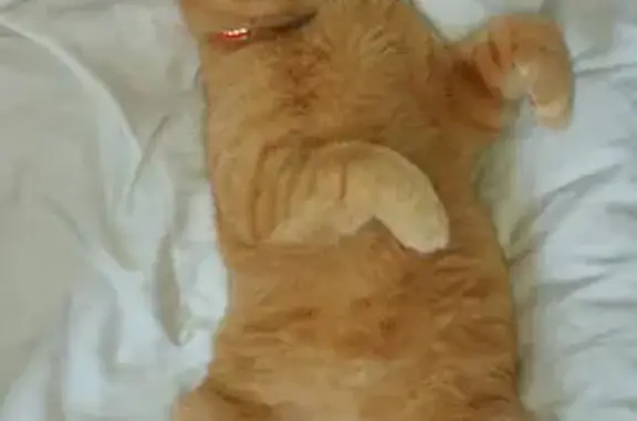 Пропала кошка Хазар в р-не 1 Магнитный проезд, Саратов