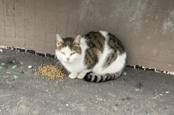 Найдена кошка на Белградской, 16 в СПб