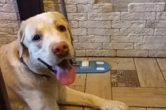 Найденные животные Нижний Новгород, фото: Найден лабрадор на ул. Маршала Жукова