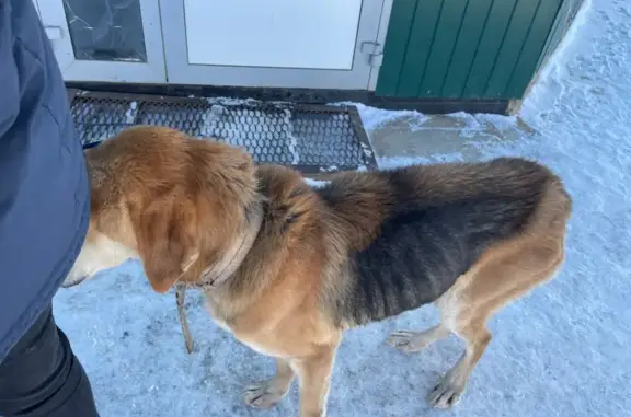 Найдена собака Гром в Красногорском-Игре, нужен пристройство