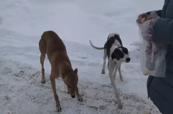 Найдены собаки в Кабаковском сельсовете