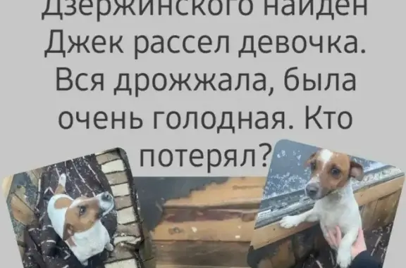 Найдена собака на ул. Дзержинского, 10А в Ессентуках