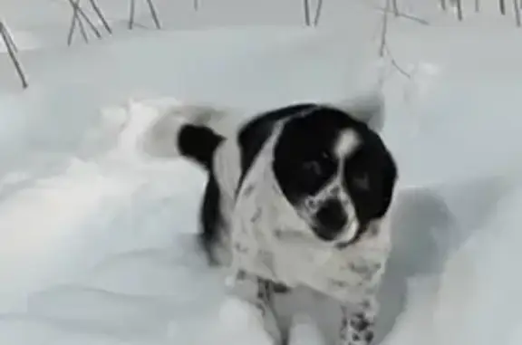 Пропала собака в Архангельске