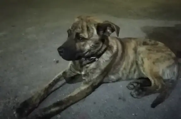 Найдена ласковая собака на Древесном переулке