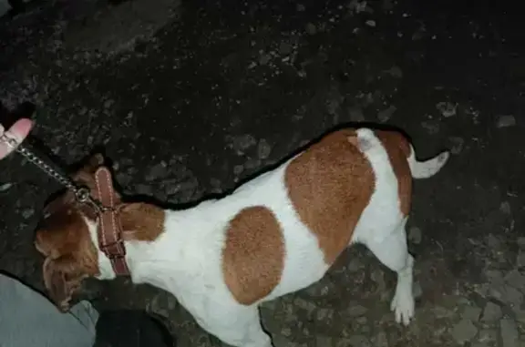 Найдена породистая собака на Халтуринском переулке, Ростов-на-Дону