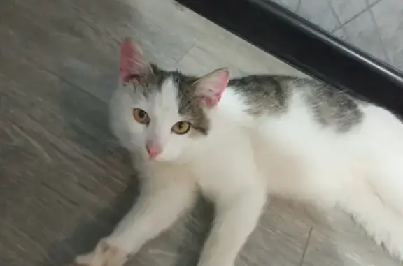 Пропала белая кошка с ошейником на улице Ленина