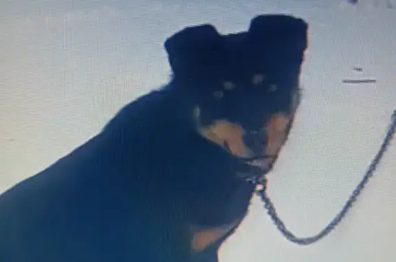 Пропала собака Найда в Рязани, возможно в районе Южного и Сысоево