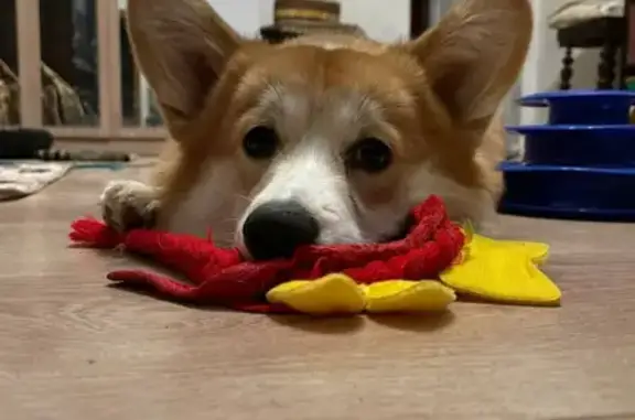 Собаки потеряшки, Санкт-Петербург, фото: Потеряшка корги Ганя, ул. Восстания, СПб