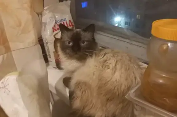 Кошки потеряшки, Новосибирск, фото: Потеряшка Сиамский кот, адрес: ул. Плахотного, 76, Новосибирск.