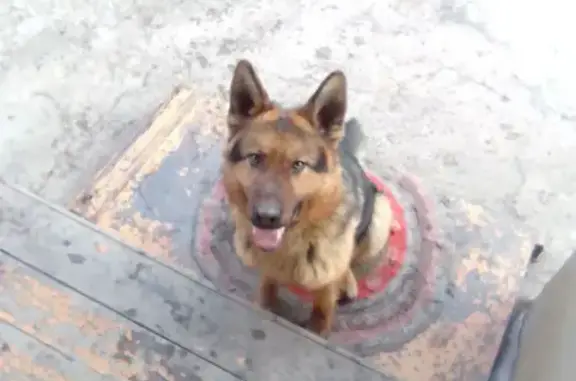 Найдена собака на ул. Димитрова, Черногорск