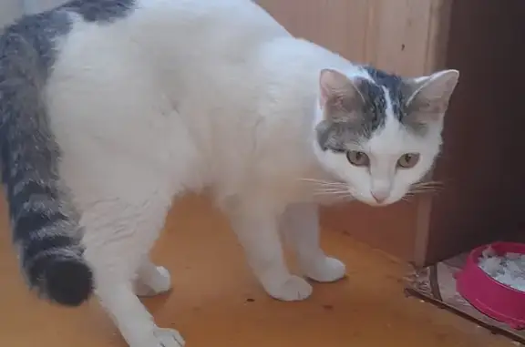 Найдена кошка на улице Леонова 47