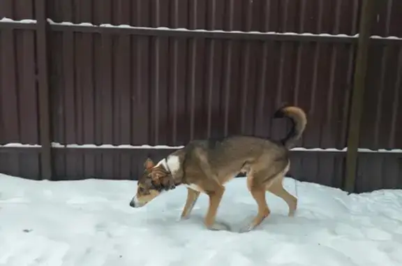 Найдена собака, Москва, фото: Собака боится людей в Асташково