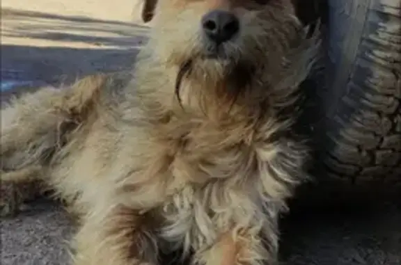 Пропала собака Оскар на Солнечной улице 2