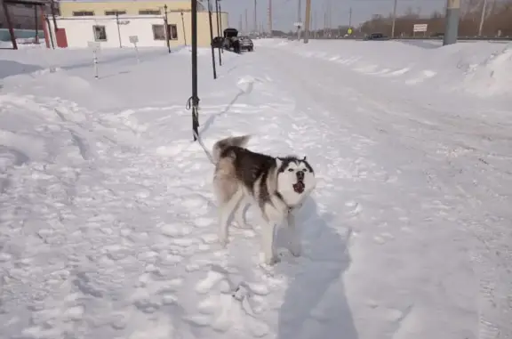 Найдена собака Хаски на Свердловском тракте, Челябинск