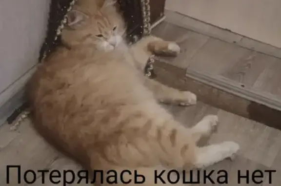 Пропала кошка на Кузнечной, 29 в Саратове