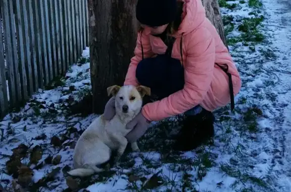 Пропала бело-рыжая собака на Заводской, 39, Сальск