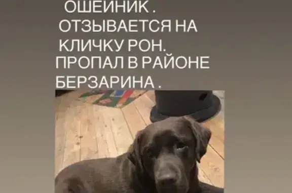 Пропала собака на Донской, 25, Артём