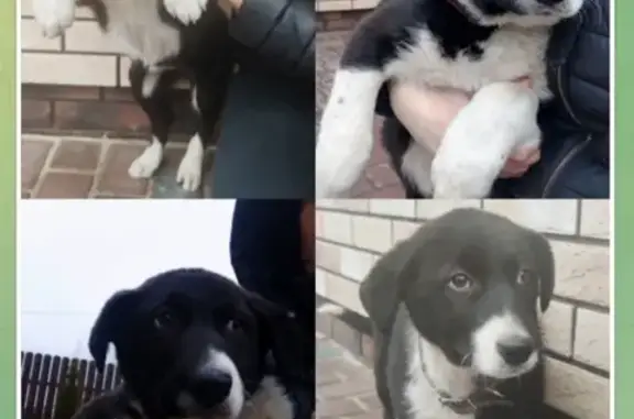 Собака найдена на улице Шишкина, 14 в Калининграде