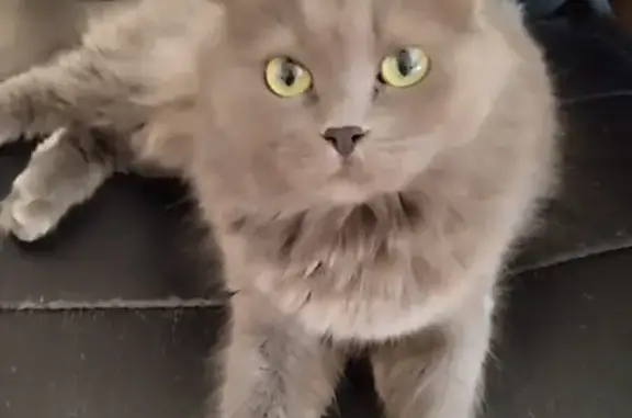 Найдена кошка на Казахской улице, Ростов-на-Дону