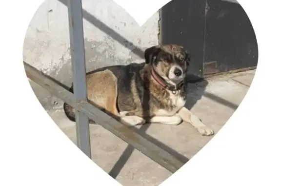 Найдена собака на Большой Садовой, Ростов-на-Дону ☎️89034041421