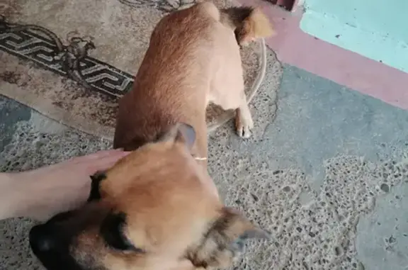 Собака найдена на Терешковой, 10 в Камышине.