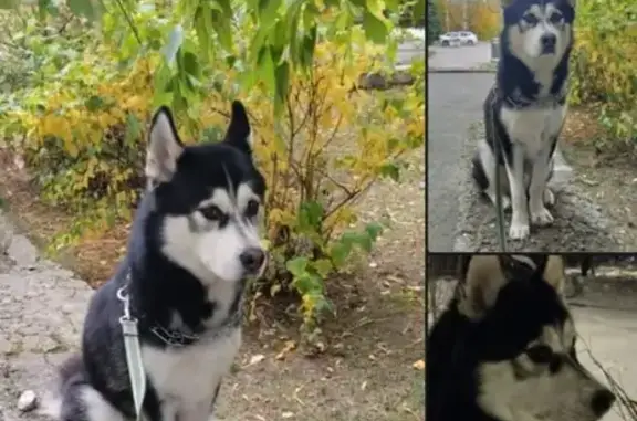 Пропала собака на Алтайской, 51 в Нижнем Тагиле