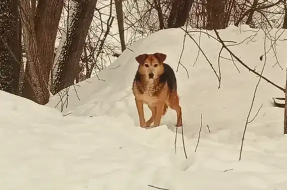 Найдена собака в парке Тушино, Героев Панфиловцев, Москва