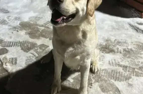 Найдена собака на Учебной, 8 в Томске