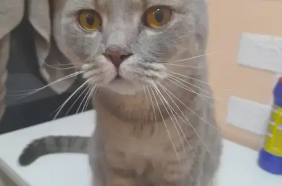 Кошка найдена на Багульной, 3 в Ноябрьске