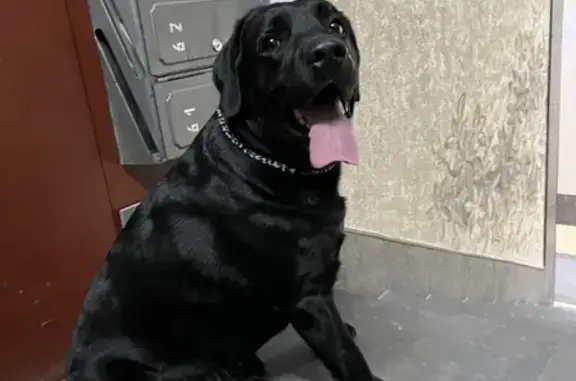 Собака найдена на улице Войкова, 43А в Томске