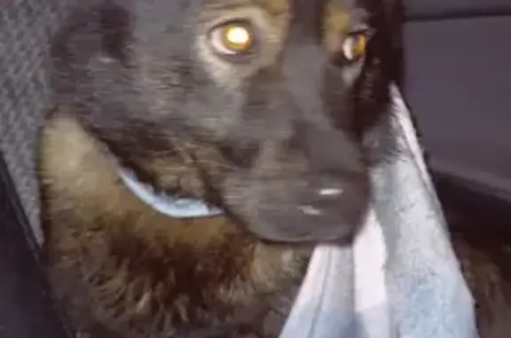 Найдена молодая тёмная собака на ул. Свердлова, 55