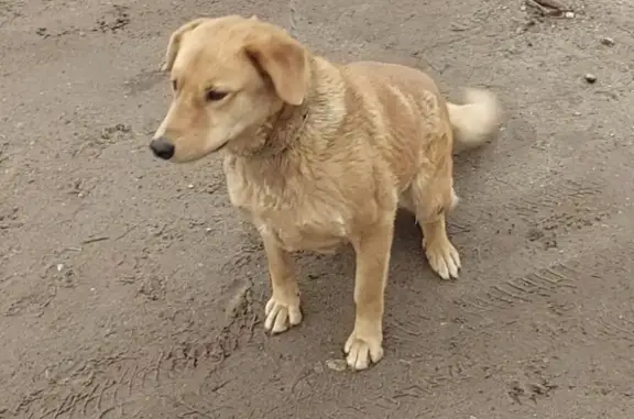 Пропала собака Грета в Шиховском поселении