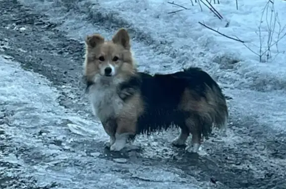 Найдена собака на улице Роз в Содружестве
