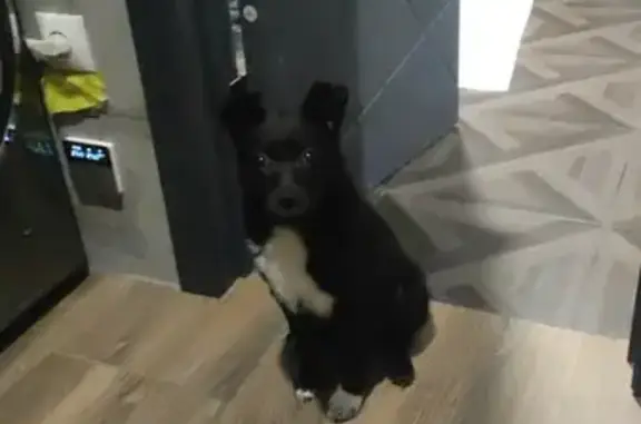 Найдена собака в Казани - срочно ищет хозяев!