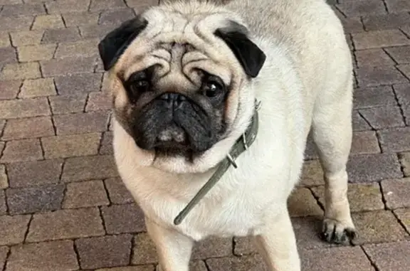 Собака Мопс найдена на ул. Адмиральского, 45 в Пятигорске