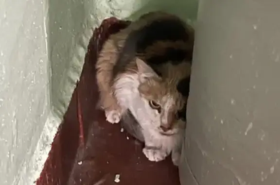 Найдена пятнистая кошка на Таллинской улице 16 к1, Москва