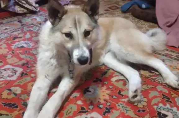 Найдена добрая собака на ул. 79-й Гвардейской Дивизии, Томск