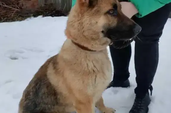 Найден пёс на Октябрьской площади, Таганрог