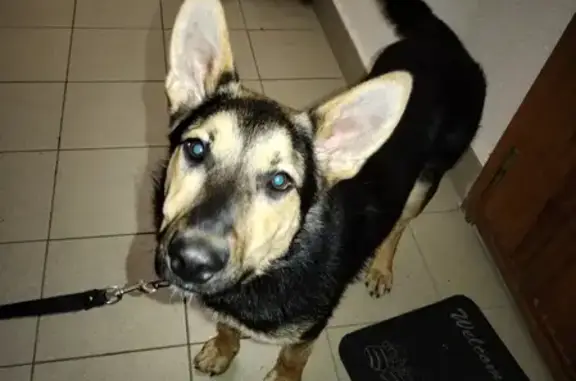 Найдена собака на Караваевской, СПб: молодой умный мальчик в поиске дома 🐶