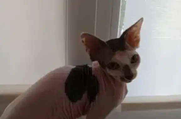 Кошки потеряшки, Новосибирск, фото: Потеряшка сфинкс кошка в Новосибирске, ул. Адриена Лежена, 30/1