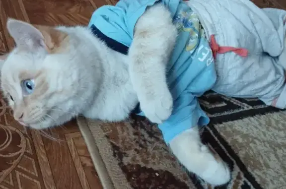 Объявления о пропавших и найденных животных, Иркутск, фото: Пропала белая кошка на улице Разведочной, Мальта 🆘