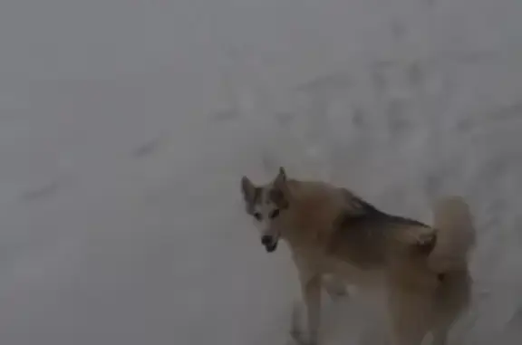 Найдена собака на Московской улице