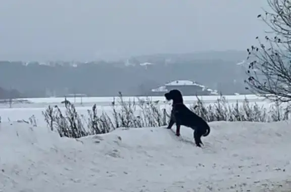 Собака Терьер найдена на Ильинском шоссе.