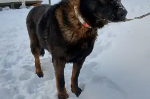 Собака найдена на улице Ленина, 38А, Косулино.