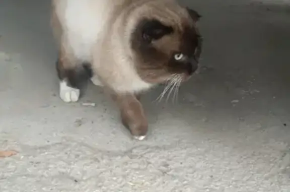Кошка найдена на улице Мира, 12 в Пятигорске