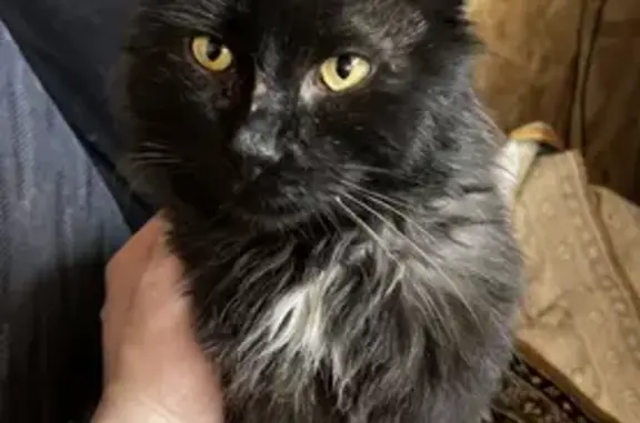 Объявления о пропавших и найденных животных, Ульяновск, фото: Пропала кошка Джизет, Локомотивная ул. 150, Ульяновск.