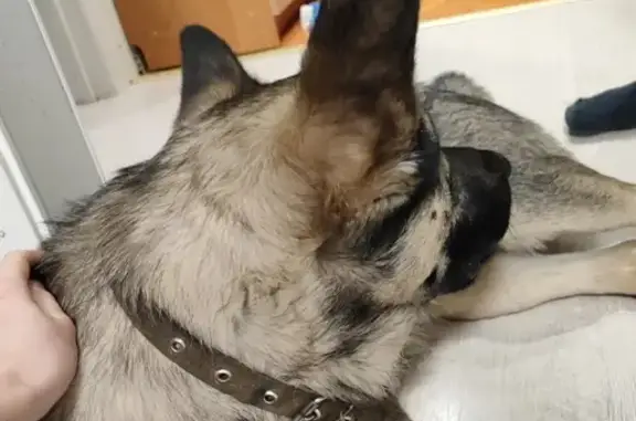Найдена ручная собака на бульваре Франца Лефорта, 18 в Калининграде