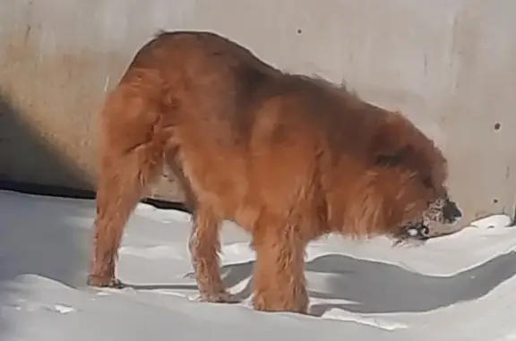 Пропала собака в Верхней Пышме, ул. Достоевского, 45
